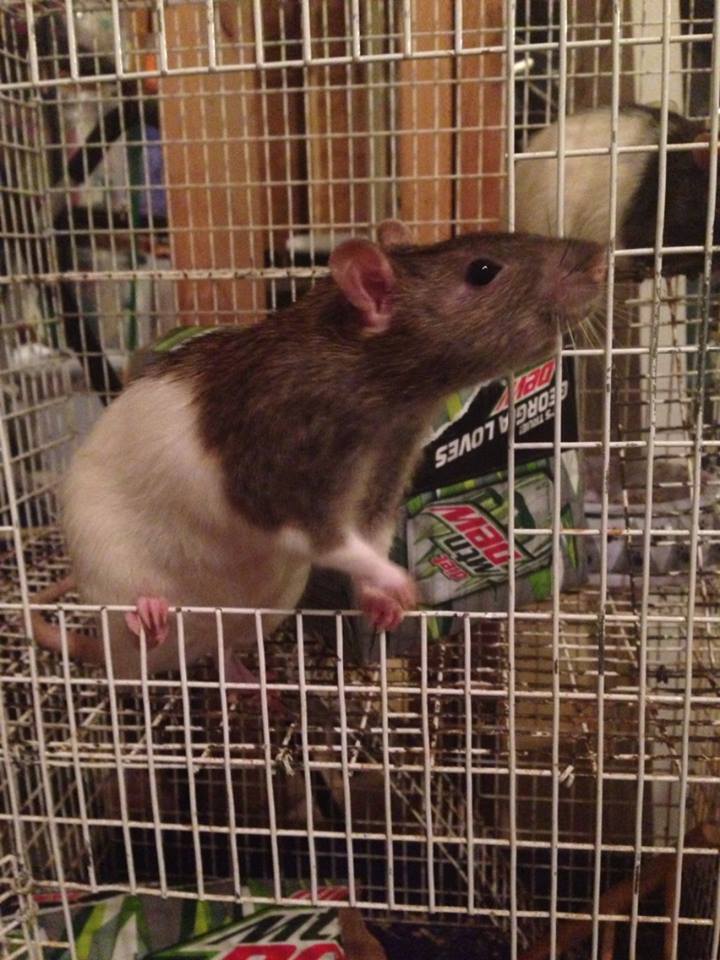 Darcy4