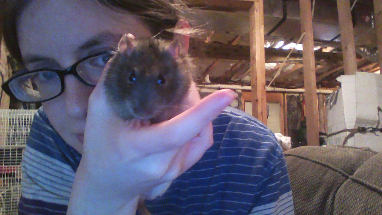 Darcy1